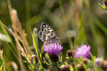 Schachbrett oder auch Damenbrett (Melanargia galathea)