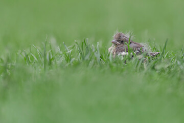 New born, chick of  common chaffinch among the grass (Fringilla coelebs)