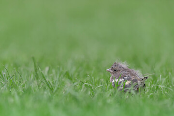 New life among the meadows, chick of common chaffinch (Fringilla coelebs)