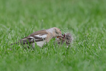 A mother's love, the common chaffinch (Fringilla coelebs)