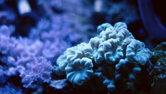 big trumpet coral colony enjoy powerful circular current, nano reef marine aquarium, demanding species organism frags grow in live rock ecosystem, actinic blue LED light, glass refraction macro bokeh