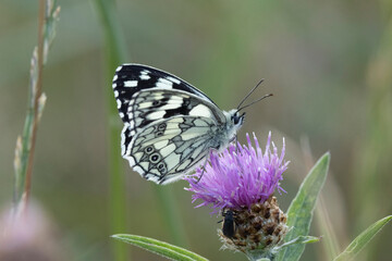 Schachbrett oder auch Damenbrett (Melanargia galathea)