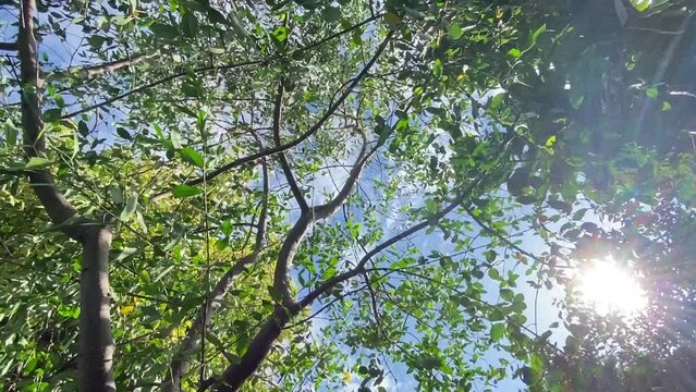 Movement of the tree swaying in the wind.