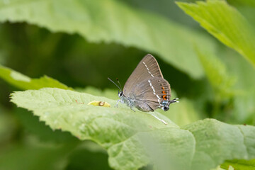 Kreuzdorn-Zipfelfalter (Satyrium spini)