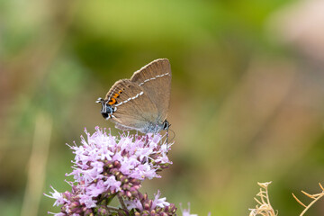 Kreuzdorn-Zipfelfalter (Satyrium spini)
