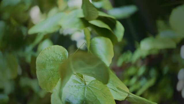 Shallow focus, slow motion macro video background of leaves on the branch in the forest. Stabilized shot. Nature and environment concept background. 