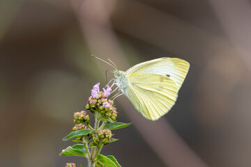 Kleiner Kohlweißling (Pieris rapae)