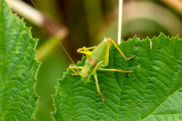 Steppen-Sattelschrecke (Ephippiger ephippiger)