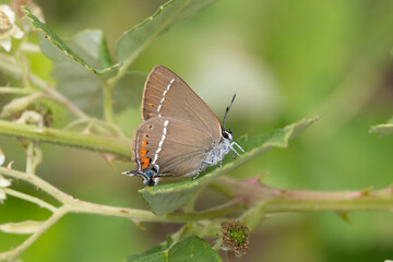 Kreuzdorn-Zipfelfalter (Satyrium spini)