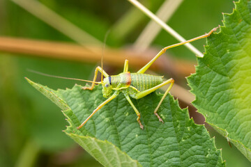 Steppen-Sattelschrecke (Ephippiger ephippiger)