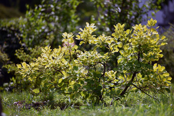 branches with young green leaves for the background. The first spring tender leaves, buds and branches. nature comes alive after winter. young leaves on the bushes. small green leaves bloom. close-up