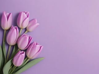 Violet tulips on pastel violet background. Concept Women's Day, March 8. 8th march. Spring background. Flat lay, top view, copy space