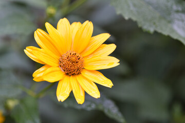 yellow chamomile flowers in the garden. yellow daisy on a beautiful blurred green background, close-up. yellow flowers on the flowerbed. floral background. bright chamomile isolated