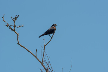 A Red-winged Blackbird Perched On A Bare Tree Branch Against A Blue Sky
