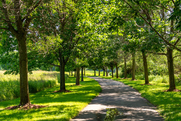 Fototapeta na wymiar A Tree-lined Path Along the Local Park Trail In Summer