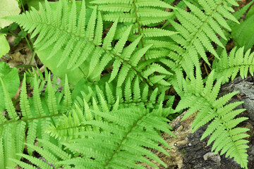 green fern leaves in the forest for background. Natural green fern leaves texture in the forest close up on a blurred background. foliage natural floral background of fern in sunlight. close-up