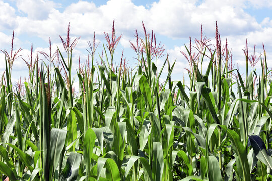 ears of corn and green leaves on a field background close-up. Corn farm. A selective focus picture of corn cob in organic corn field. concept of good harvest, agricultural, place for text