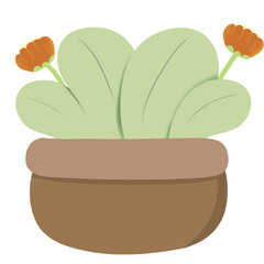 plant in pot