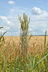 spikelets. Close-up of green spikelets of wheat, barley, against a background of green field and sky. Wheat harvest. Close-up, spikelets of cereals on an agricultural field, farming, with copy space.