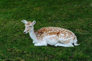 Spotted red and white female fallow deer lying on the grass