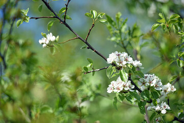 pear flowers. blooming tree in the garden. white delicate flowers and green and young leaves. Springtide. Branches of flowering pears on a green background. close-up. pear in the forest