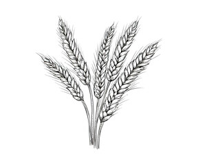 Wheat ears sketch hand drawn in doodle style. Vector illustration design.