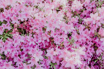 Blumen inmitten des Botanischer Volkspark Blankenfelde-Pankow