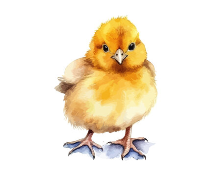 Yellow watercolor chicken. Cute little chicks. Vector illustration design.