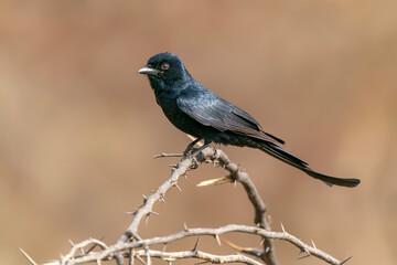 The black drongo (Dicrurus macrocercus) on a branch in Ranthambore national park India.                                                    