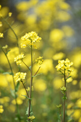 Rapeseed. Brassica napus. are blooming in sunny summer day. yellow flower, isolated on blurred natural background. agriculture, in Europe or Asia. floral background, close-up. soft focus