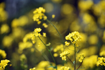 Rapeseed. Brassica napus. are blooming in sunny summer day. yellow flower, isolated on blurred natural background. agriculture, in Europe or Asia. floral background. growing in the field, soft focus