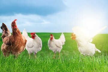 Agriculture concept, chicken on organic farm