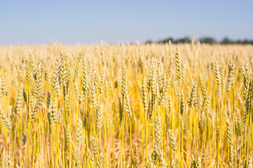 Ripe large golden ears of wheat against the yellow background of the field. Close-up, nature. The idea of a rich summer harvest, farming, agricultural industry for food. Spot focus on spikelet