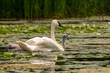 Trumpter swan with cygnets / babies on a pond with lilies