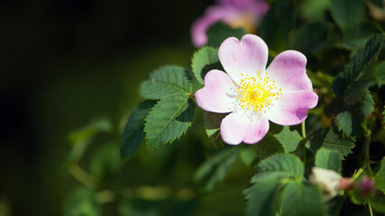 beautiful rosehip flower close up. Rosehip, Rosa canina light pink flowers bloom on the branches, beautiful wild shrub. Rosa woodsii, a variety of rose hips known as woods or indoor rose. text