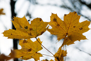 yellow tree leafs close-up in Fall season. Shallow depth of field. autumn park or forest. natural background. autumn season. macro photography. yellow maple leaves