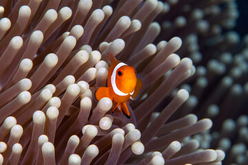 Amazing underwater world - Western Anemonefish - Amphiprion ocellaris. Nemo fish in anemone house....