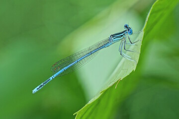 one small blue dragonfly sits on a large green leaf of a plant in summer nature