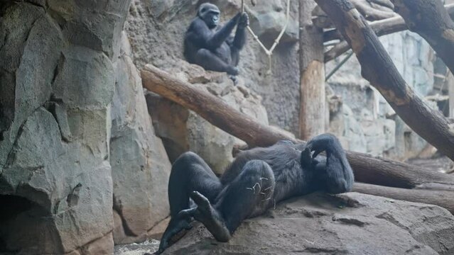 An adult funny gorilla lies on a stone in a zoo enclosure. Video 4k 