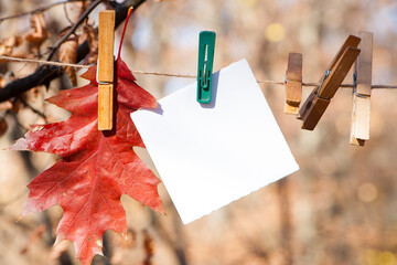 on a rope a piece of white paper for an inscription, notice, autumn leaves. place for ads....