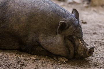 Dirty pot bellied pig portrait.