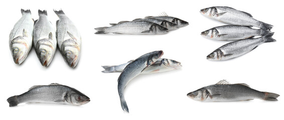 Set of raw sea bass fish on white background