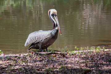 Brown pelican in the wild by a lake.