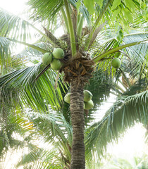 Coconuts palm tree and fruits in Thai tropical garden