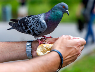 An urban pigeon being fed bread a human hand in Riga city park, Latvia.