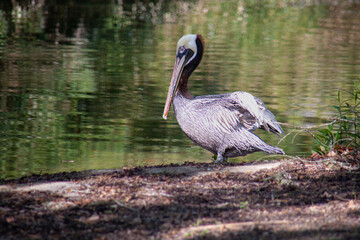 Brown pelican in the wild by a lake.