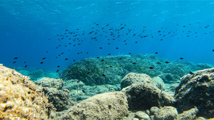 Naklejka na ściany i meble Chromis chromis damselfish group underwater image in Ikara. Black fish school swimming above the bottom in the Mediterranean Sea
