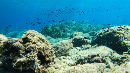 Fototapeta na wymiar Chromis chromis damselfish group underwater image in Ikara. Black fish school swimming above the bottom in the Mediterranean Sea