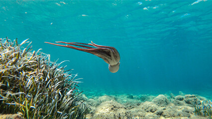 Alive octopus underwater swimming in the Aegean Sea. Oktopus vulgaris in the Mediterranean ocean...