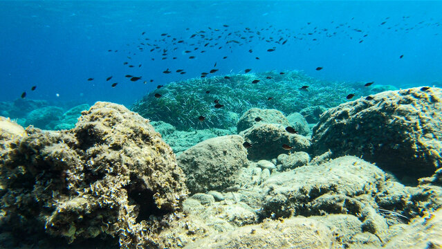 Chromis chromis damselfish group underwater image in Ikara. Black fish school swimming above the bottom in the Mediterranean Sea